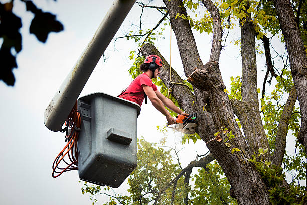 Best Tree Care Services  in Leisure Village West, NJ